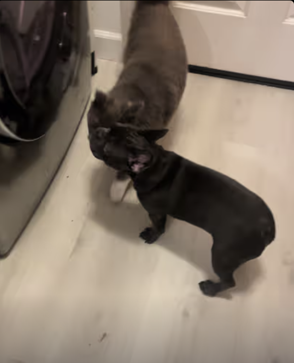 Frenchie Yoda - I love my Kitty!